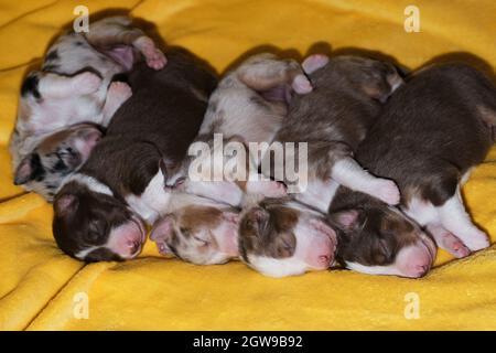 Cucciolata di neonati adorabili cuccioli di pastore australiano su morbida coperta gialla. Aussie cinque bambini sono stesi insieme e dormono, vista laterale. Puppie Foto Stock