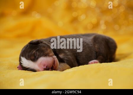 Il cucciolo australiano è rosso tricolore con un'ampia striscia bianca su museruola, naso rosa e piccole orecchie. Il neonato cucciolo del pastore australiano è adagiato su un tiepido giallino Foto Stock