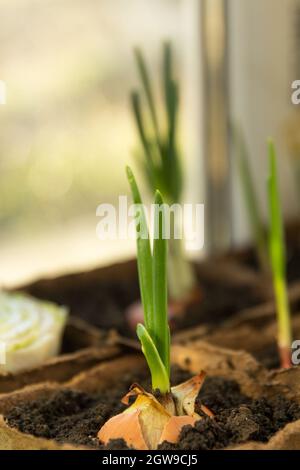 Cipolle verdi che crescono piantate in un contenitore di torba a casa Foto Stock