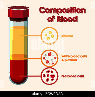 Diagramma che mostra la composizione del sangue Illustrazione Vettoriale