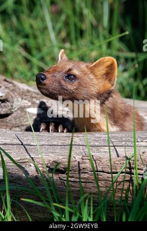 European Pine Marten (Martes Martes) caccia in erba spessa Foto Stock