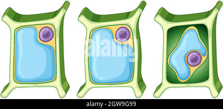 Cellula vegetale in stadi diversi Illustrazione Vettoriale