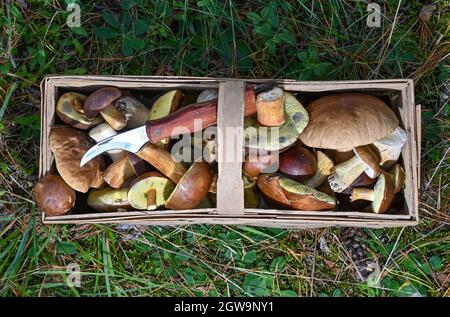 Kersdorf, Germania. 2 ottobre 2021. Uno speciale coltello a fungo si trova sul boleto di castagno e sui funghi porcini in un cestino di funghi. Da alcune settimane, nelle foreste del Brandeburgo, crescono ancora numerosi funghi. Credit: Patrick Pleul/dpa-Zentralbild/ZB/dpa/Alamy Live News Foto Stock