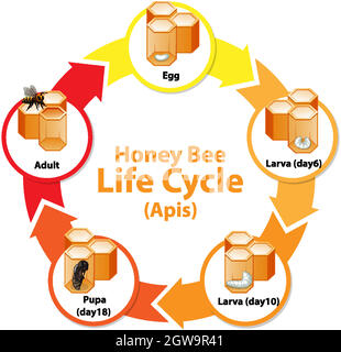 Diagramma che mostra il ciclo di vita di Honey Bee Illustrazione Vettoriale