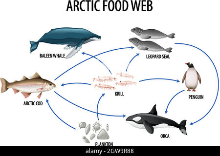 Poster didattico della biologia per diagramma di web alimentari Illustrazione Vettoriale