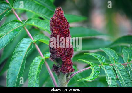 Brown fruttando testa del Rhus Typhina (Stag's Horn Sumach) albero coltivato a RHS Garden Bridgewater, Worsley, Greater Manchester, UK Foto Stock