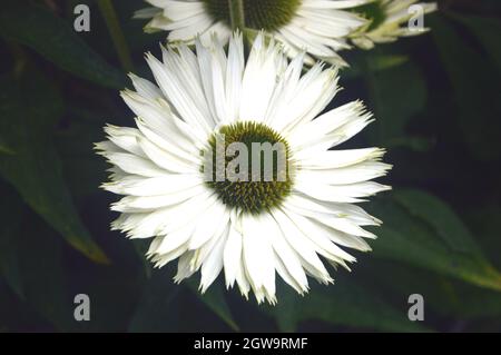 Primo piano Echinacea purpurpurea 'Coneflower' (cigno Bianco) coltivato nel Bee & Butterfly Garden a RHS Garden Bridgewater, Worsley, Greater Manchester, Regno Unito Foto Stock