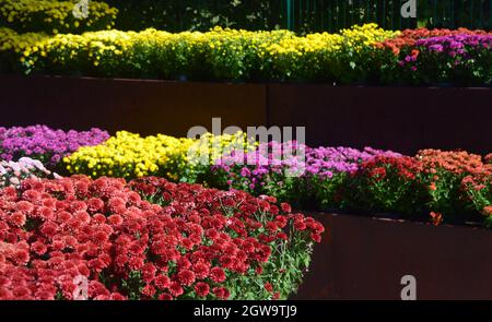 Mini Chrysanthums (mums) di colore brillante in esposizione nei pots nel negozio del centro di giardino a RHS Bridgewater, Worsley, Greater Manchester, Regno Unito Foto Stock