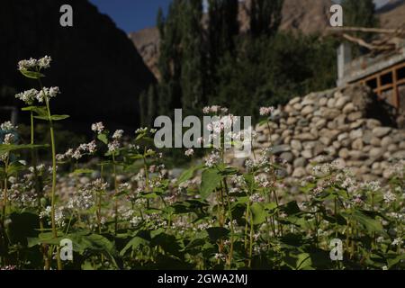 Fotografie dell'agricoltura di grano saraceno nel villaggio Turtuk della regione di Ladakh in India. Foto Stock