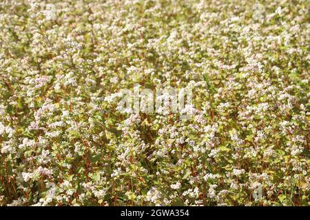 Fotografie dell'agricoltura di grano saraceno nel villaggio Turtuk della regione di Ladakh in India. Foto Stock