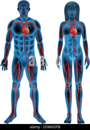 Sistema circolatorio umano Illustrazione Vettoriale