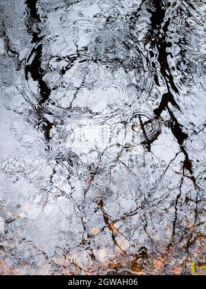Gocce di pioggia che cadono su un laghetto scuro con sagome di alberi, in un giorno coperto tardo inverno nella foresta di Fontainebleau, Francia Foto Stock