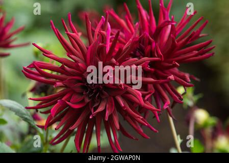 Primo piano di dahlias rosso borgogna con i petali tubolari radianti. Foto Stock