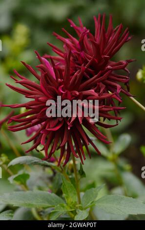 Primo piano di dahlias rosso borgogna con i petali tubolari radianti. Foto Stock