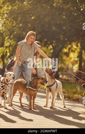 Cani a piedi con escursionista professionista felice cane Foto Stock
