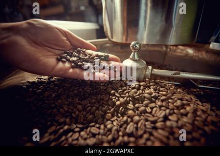 Le mani dell'uomo tengono i chicchi di caffè aromatici appena torrefatti sopra una macchina di tostatura di caffè moderna.primo piano in su Foto Stock