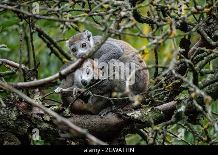 Due lemuri coronati che si accoccolano sui rami degli alberi in un habitat naturale Foto Stock
