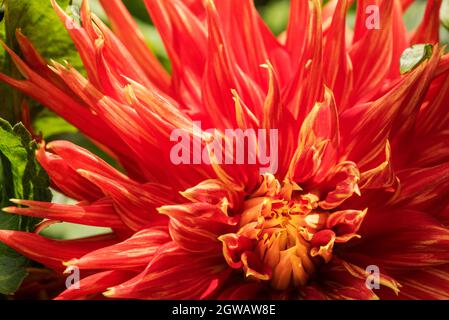 Primo piano di un rosso, fimbriato, Cactus Dahlia bordato di giallo brillante. Foto Stock