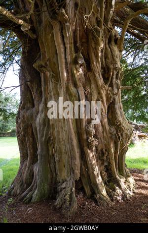 Antico albero di 1500 anni, chiesa parrocchiale di St Mary, Stelling Minnis, Kent, UK Foto Stock