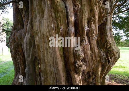 Antico albero di 1500 anni, chiesa parrocchiale di St Mary, Stelling Minnis, Kent, UK Foto Stock