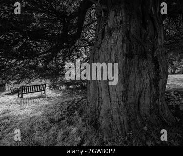 Una panchina sotto un antico albero di 1500 anni, la chiesa parrocchiale di St Mary, Stelling Minnis, Kent, UK Foto Stock