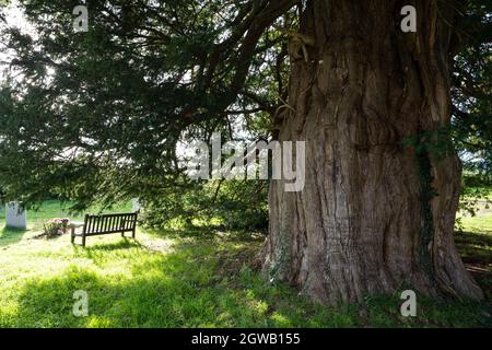 Una panchina sotto un antico albero di 1500 anni, la chiesa parrocchiale di St Mary, Stelling Minnis, Kent, UK Foto Stock