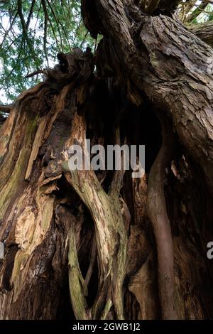 Antico albero di 1500 anni, chiesa parrocchiale di St Mary, Stelling Minnis, Kent, UK Foto Stock