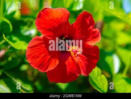Aprire melograno fiore su un ramo di albero primo piano Foto Stock