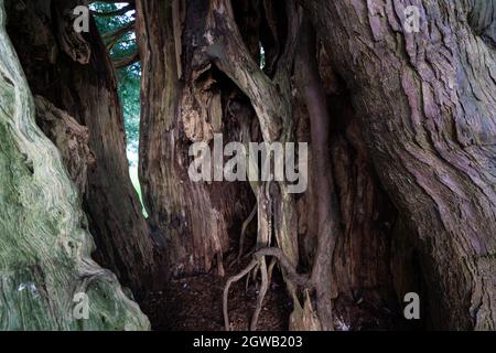 Antico albero di 1500 anni, chiesa parrocchiale di St Mary, Stelling Minnis, Kent, UK Foto Stock