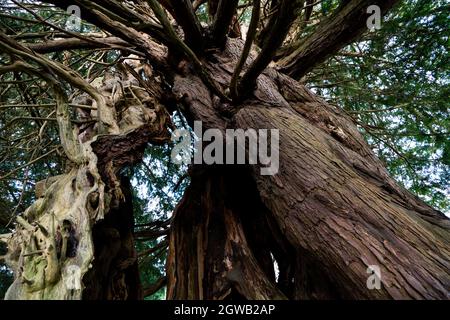 Antico albero di 1500 anni, chiesa parrocchiale di St Mary, Stelling Minnis, Kent, UK Foto Stock