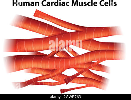 Cellule muscolari cardiache umane Illustrazione Vettoriale