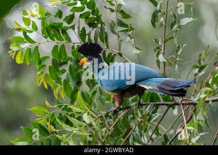 Grande Turaco Blu - Corythaeola cristata, bellissimo uccello di grande colore da boschi africani e foreste, foresta di Kibale, Uganda. Foto Stock