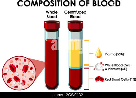 Diagramma che mostra la composizione del sangue Illustrazione Vettoriale