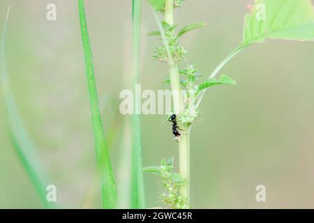 Primo piano di un grande carpentiere nero che scende da una pianta selvaggia con un seme con sfondo sfocato della natura Foto Stock