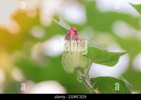 Primo piano di biologico sano Hybrid Thai varietà fiore cotone che cresce su un ramo di cotone all'interno di un campo di cotone Foto Stock