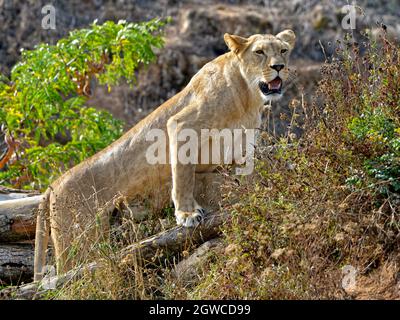 Lionessa (Panthera leo) in piedi nella vegetazione con la bocca aperta e vista dal profilo Foto Stock