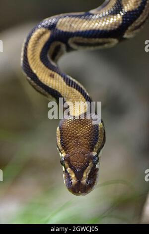 Closeup python palla o python reale (Python regius) visto dall'alto Foto Stock