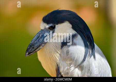 Ritratto di airone barca-fatturato (Cochlearius coclearius) e visto dal profilo Foto Stock