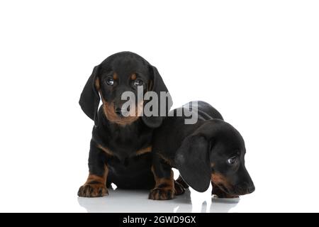 due simpatici cuccioli teckel dachshund uno che guarda da parte e sniffing, altri seduti ed essere timidi su sfondo bianco in studio Foto Stock
