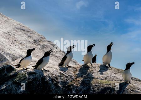 RUNDE, NORVEGIA - 2020 GIUGNO 19. Un gruppo di Razorbils (Alca torda) in piedi su una scogliera a Runde Bird Island. Foto Stock