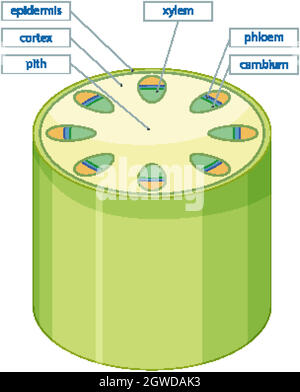 Diagramma che mostra il sistema di tessuto vascolare nelle piante Illustrazione Vettoriale