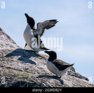 RUNDE, NORVEGIA - 2020 GIUGNO 19. Un gruppo di Razorbils (Alca torda) in piedi su una scogliera a Runde Bird Island. Foto Stock