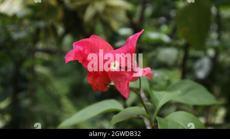 Primo piano di un vero fiore Bougainvillea che circonda i bratti rosa nel giardino Foto Stock