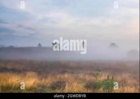 Paesaggio mattutino con bassa nebbia su brughiera, Veluwe, Paesi Bassi Foto Stock