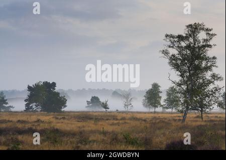 Paesaggio mattutino con bassa nebbia su brughiera, Veluwe, Paesi Bassi Foto Stock