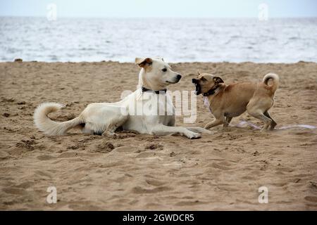 Due cani dai capelli dorati abbaiano l'uno sull'altro sulla sabbia del mare, la volontà del mare. Il cane piccolo abbaia spaventosamente. Foto Stock