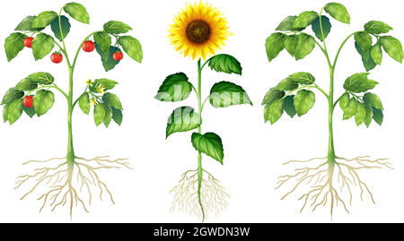Tre tipi diversi di piante su sfondo bianco Illustrazione Vettoriale
