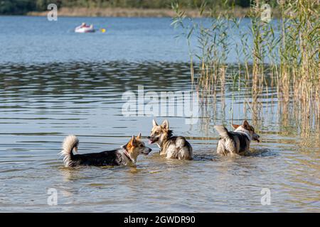 Diversi Happy Welsh Corgi Dogs che giocano e saltano in acqua sulla spiaggia di sabbia