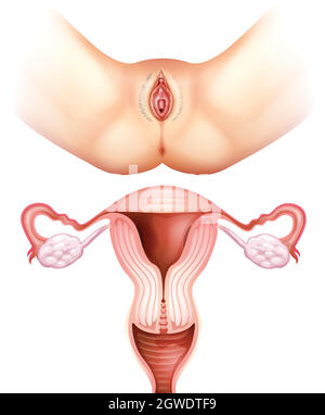 Sistema riproduttivo femminile su bianco Illustrazione Vettoriale