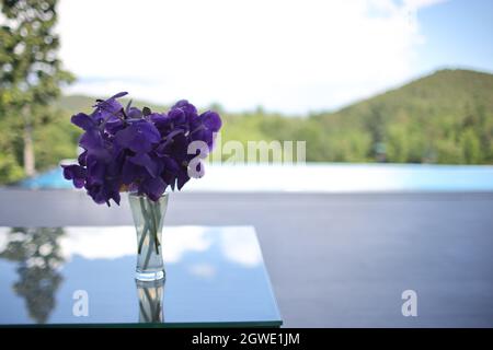 fiore viola in vaso a casa Foto Stock